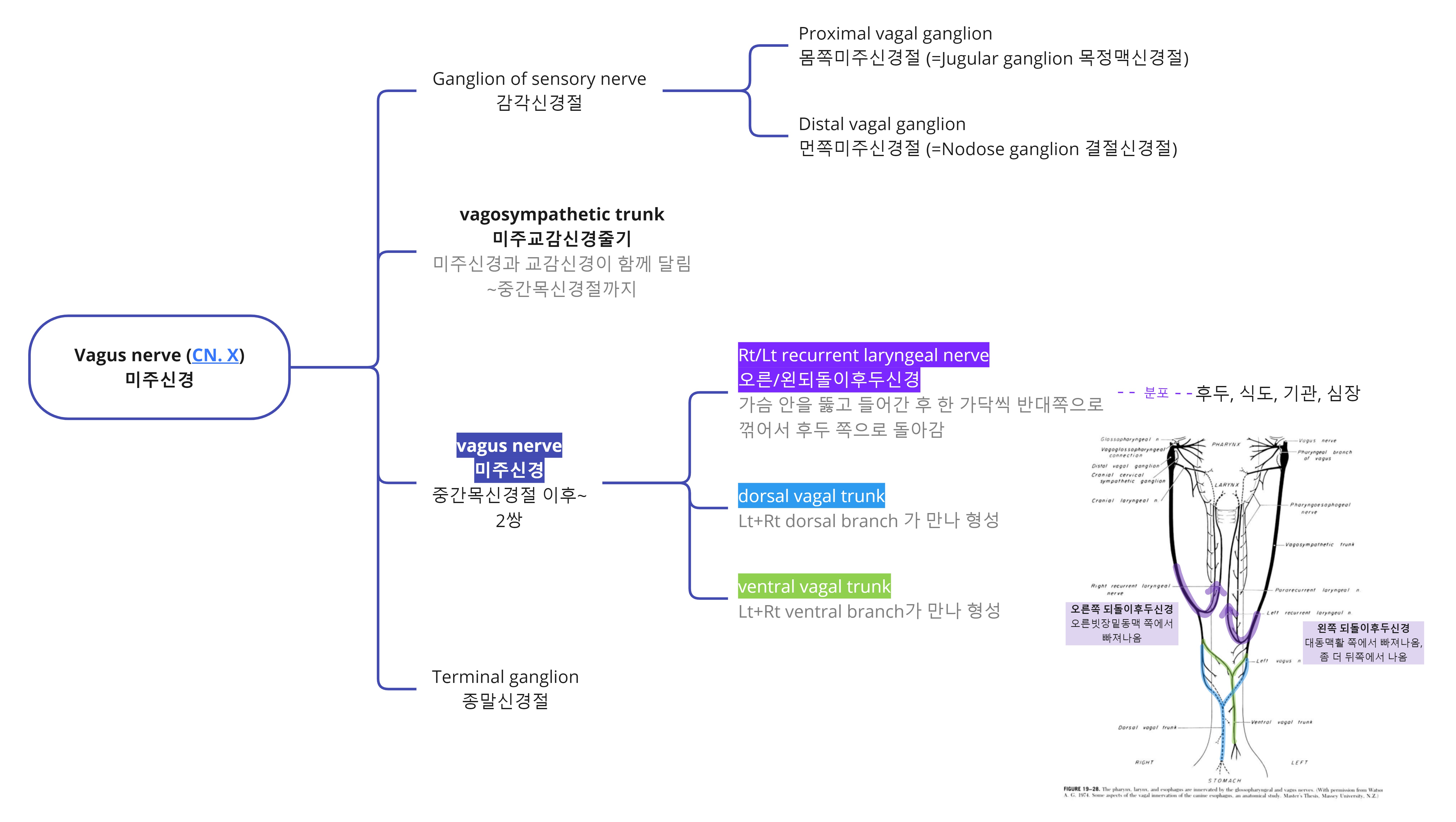 Miro_vagus nerve 1.jpg