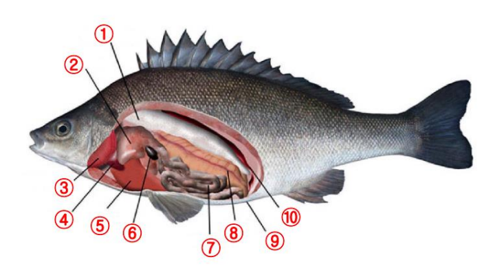 Pasted image 20231017023650.png