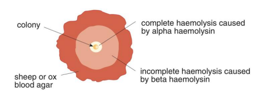 Pasted image 20231017224553.png