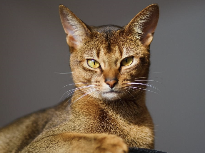 Pasted image 20241008215528.png